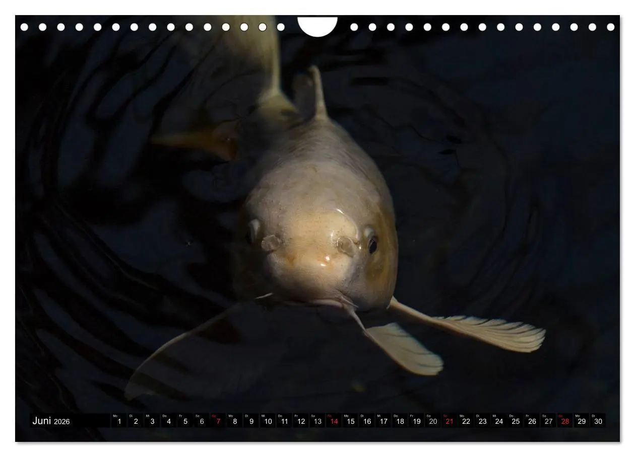 Bild: 9783516142129 | Nishikigoi oder Koi Karpfen (Wandkalender 2026 DIN A4 quer),...