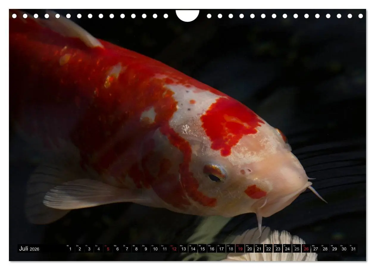 Bild: 9783516142129 | Nishikigoi oder Koi Karpfen (Wandkalender 2026 DIN A4 quer),...