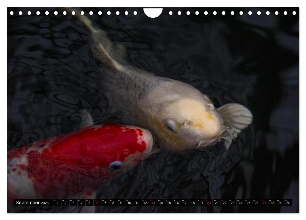 Bild: 9783516142129 | Nishikigoi oder Koi Karpfen (Wandkalender 2026 DIN A4 quer),...