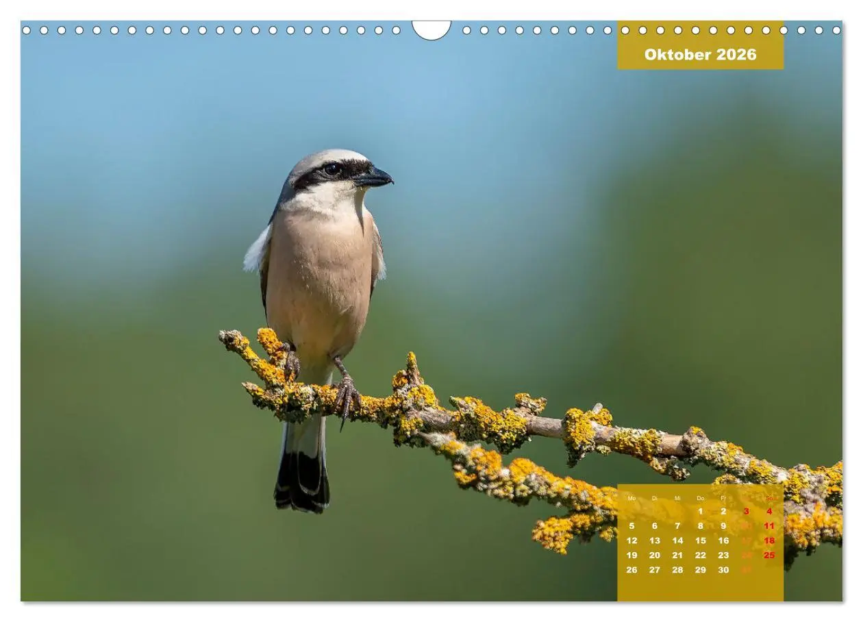 Bild: 9783457582329 | SINGVÖGEL - Die prächtigen Sänger in schönem Ambiente (Wandkalender...