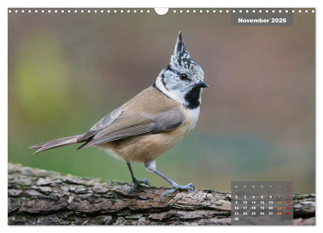 Bild: 9783457582329 | SINGVÖGEL - Die prächtigen Sänger in schönem Ambiente (Wandkalender...