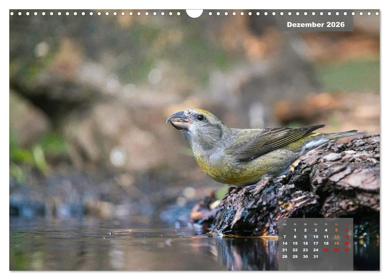 Bild: 9783457582329 | SINGVÖGEL - Die prächtigen Sänger in schönem Ambiente (Wandkalender...