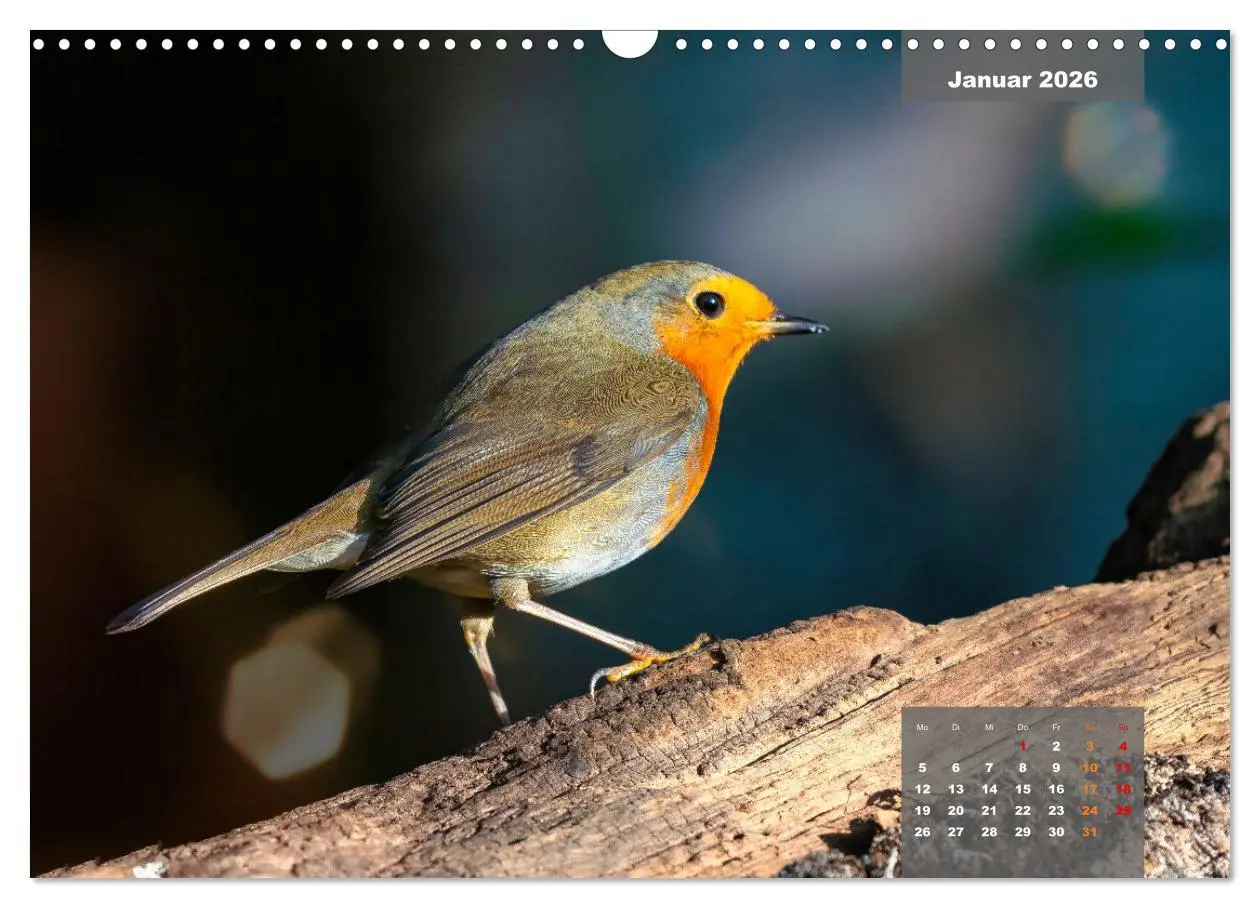 Bild: 9783457582329 | SINGVÖGEL - Die prächtigen Sänger in schönem Ambiente (Wandkalender...