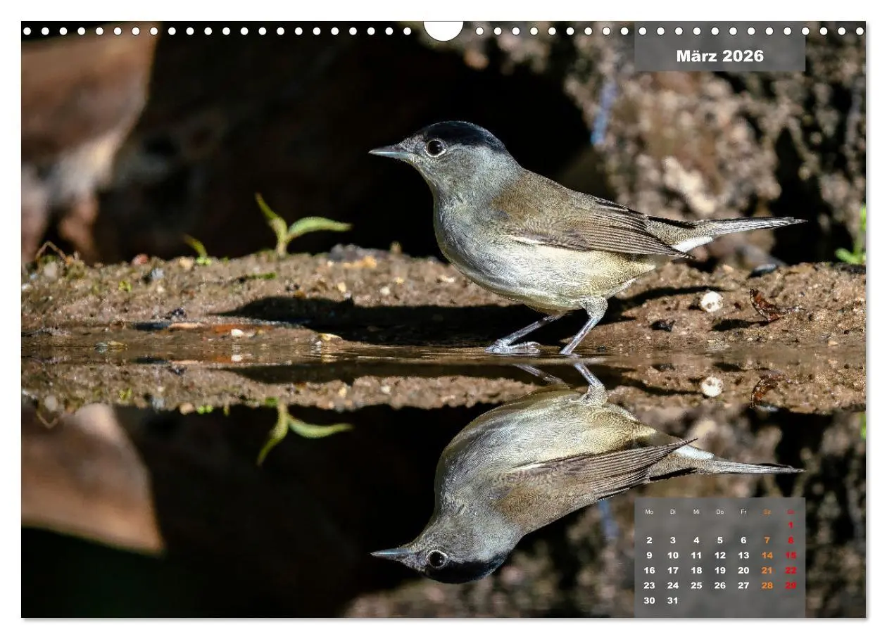 Bild: 9783457582329 | SINGVÖGEL - Die prächtigen Sänger in schönem Ambiente (Wandkalender...