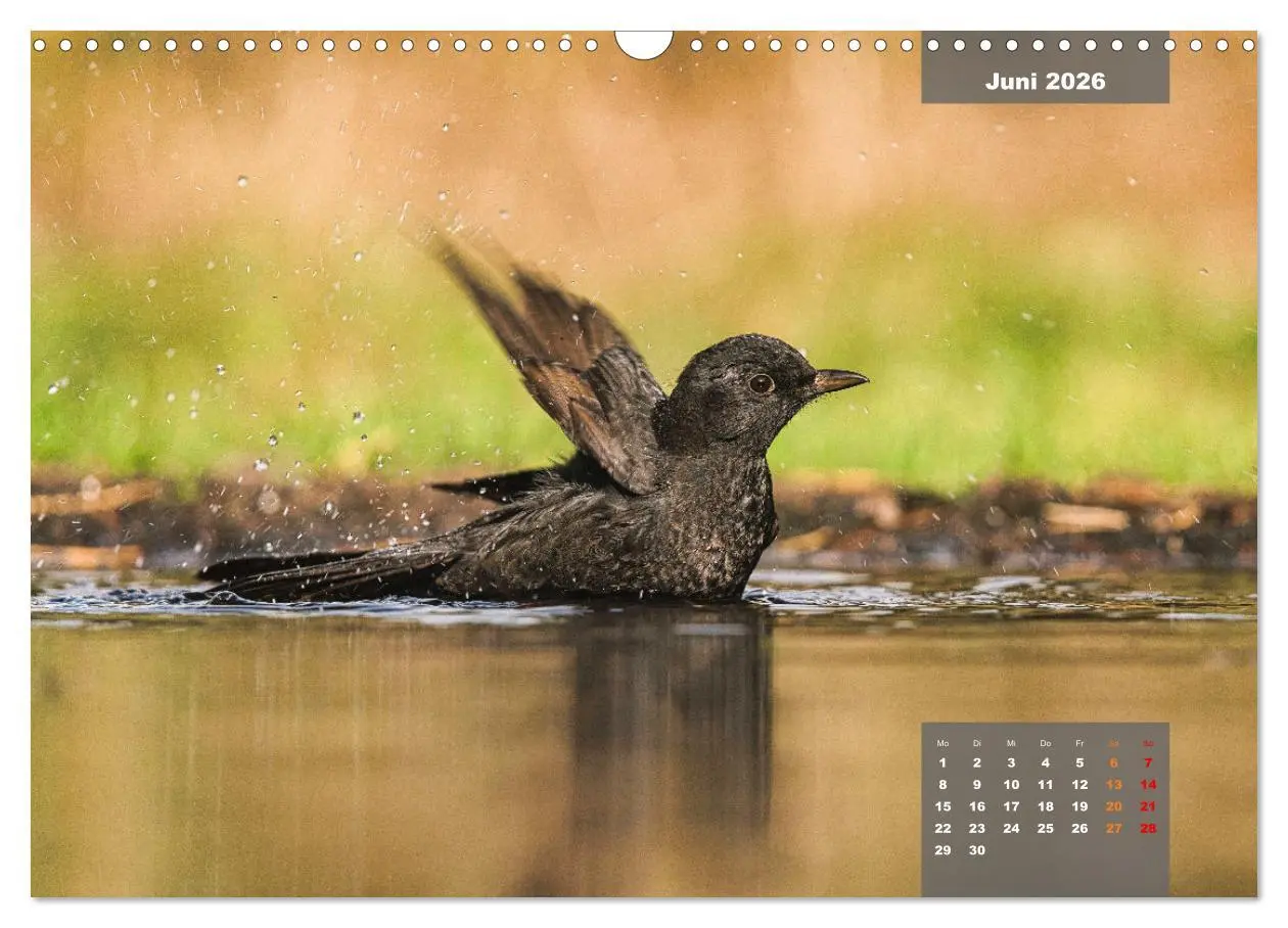Bild: 9783457582329 | SINGVÖGEL - Die prächtigen Sänger in schönem Ambiente (Wandkalender...