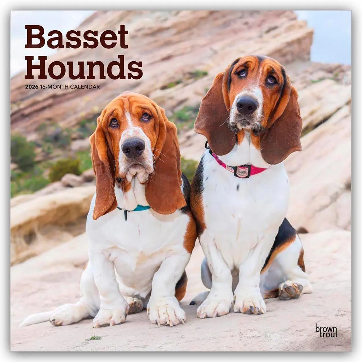 Cover: 9798330702329 | Basset Hounds 2026 - 16-Monatskalender | Browntrout Publishers | 13 S.