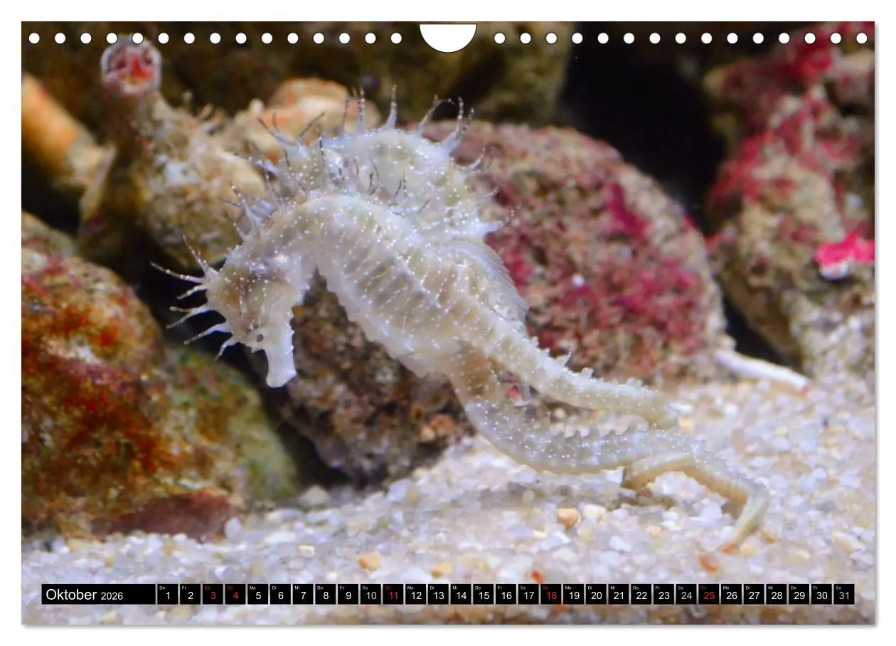 Bild: 9783516112429 | Fische und Meerestiere (Wandkalender 2026 DIN A4 quer), CALVENDO...