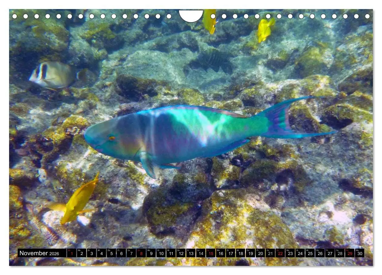 Bild: 9783516112429 | Fische und Meerestiere (Wandkalender 2026 DIN A4 quer), CALVENDO...