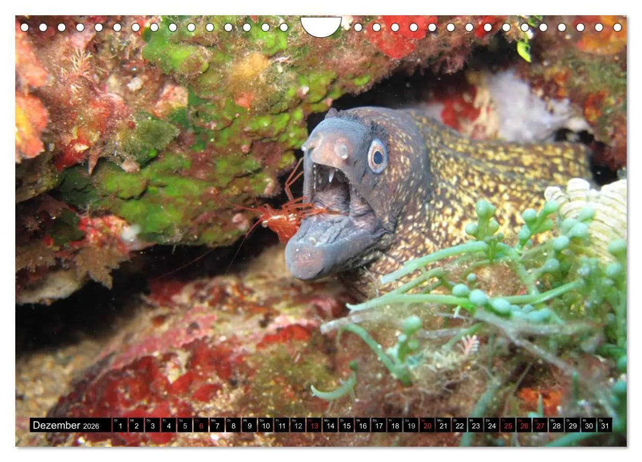 Bild: 9783516112429 | Fische und Meerestiere (Wandkalender 2026 DIN A4 quer), CALVENDO...