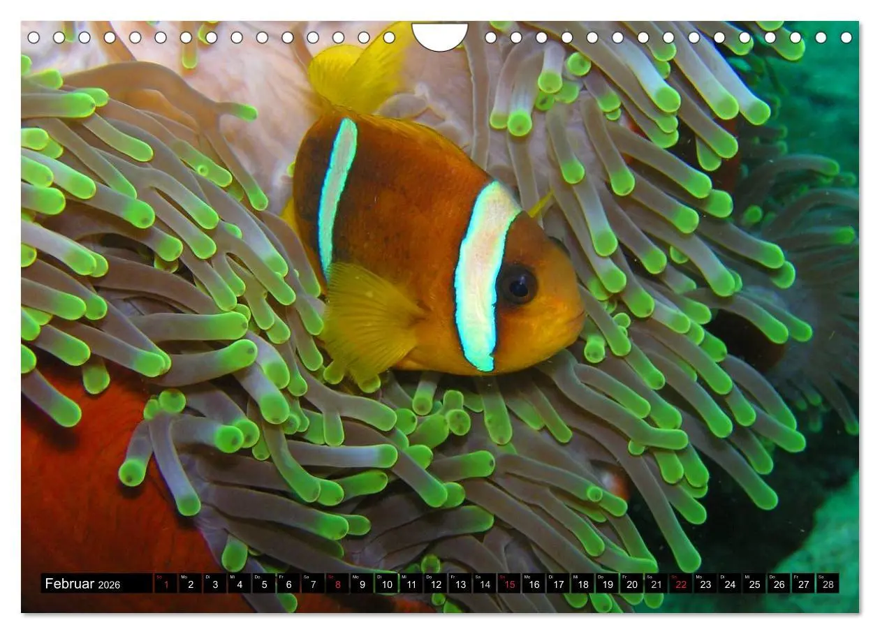 Bild: 9783516112429 | Fische und Meerestiere (Wandkalender 2026 DIN A4 quer), CALVENDO...