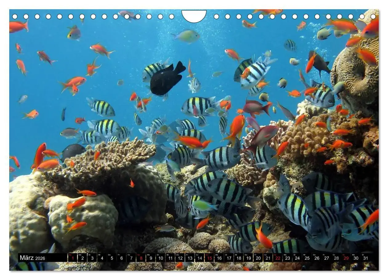 Bild: 9783516112429 | Fische und Meerestiere (Wandkalender 2026 DIN A4 quer), CALVENDO...