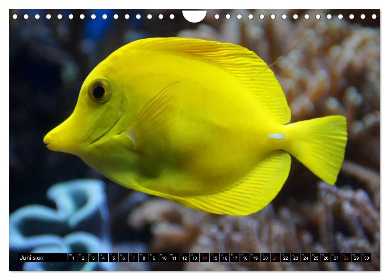 Bild: 9783516112429 | Fische und Meerestiere (Wandkalender 2026 DIN A4 quer), CALVENDO...