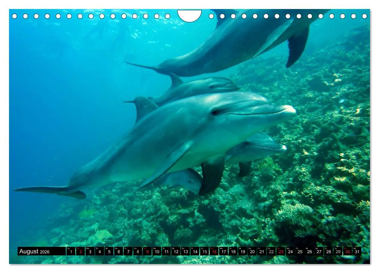 Bild: 9783516112429 | Fische und Meerestiere (Wandkalender 2026 DIN A4 quer), CALVENDO...