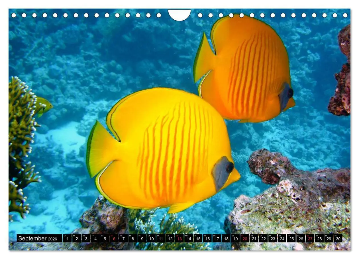 Bild: 9783516112429 | Fische und Meerestiere (Wandkalender 2026 DIN A4 quer), CALVENDO...