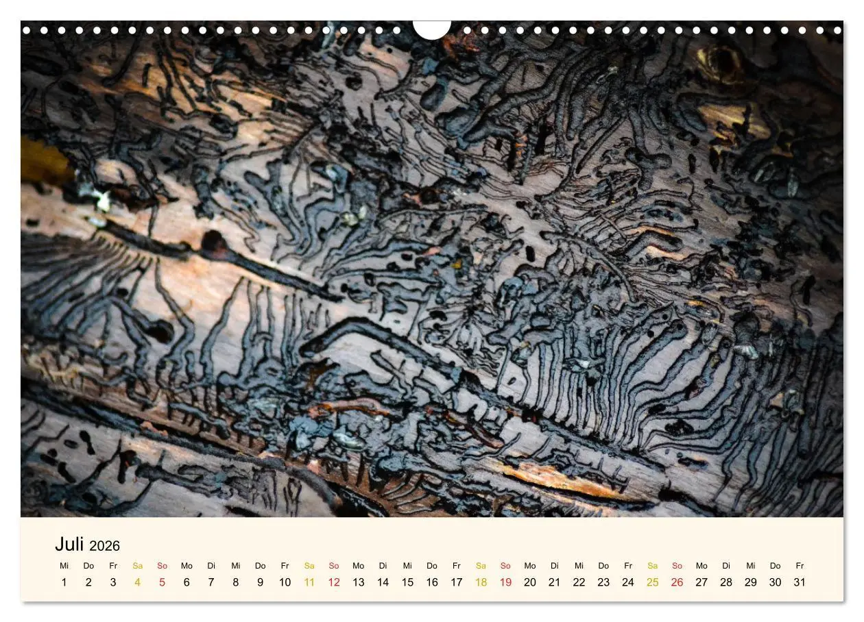 Bild: 9783457632529 | Faszination Holz (Wandkalender 2026 DIN A3 quer), CALVENDO...