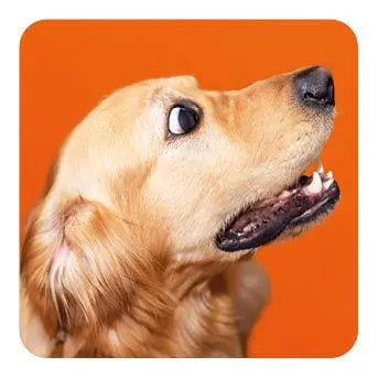 Bild: 4260478342729 | Memo-Spiel: Funny dogs! | Spiel | 60 S. | Deutsch | 2024