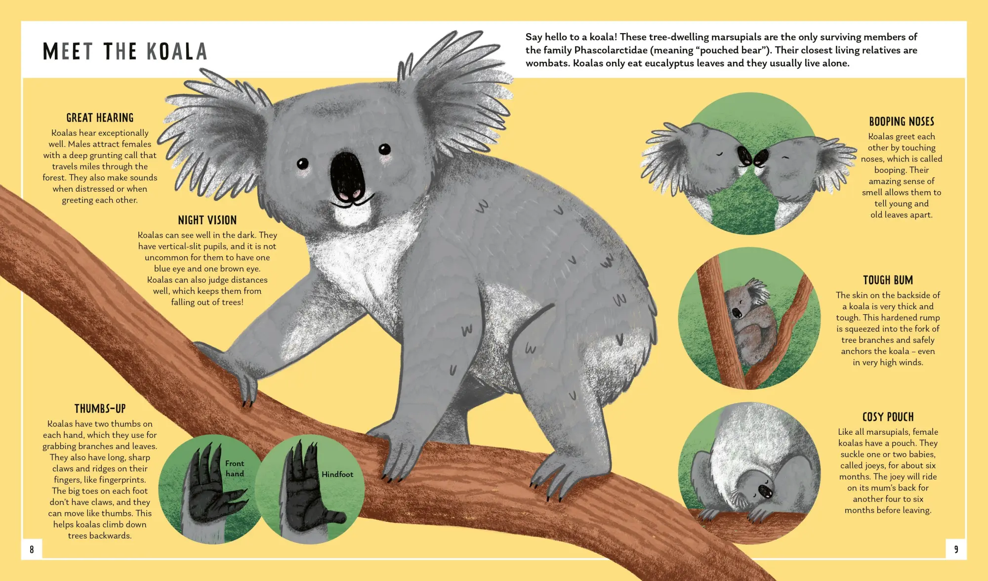 Bild: 9781838992729 | Koala (Young Zoologist) | Chris Daniels (u. a.) | Buch | Gebunden