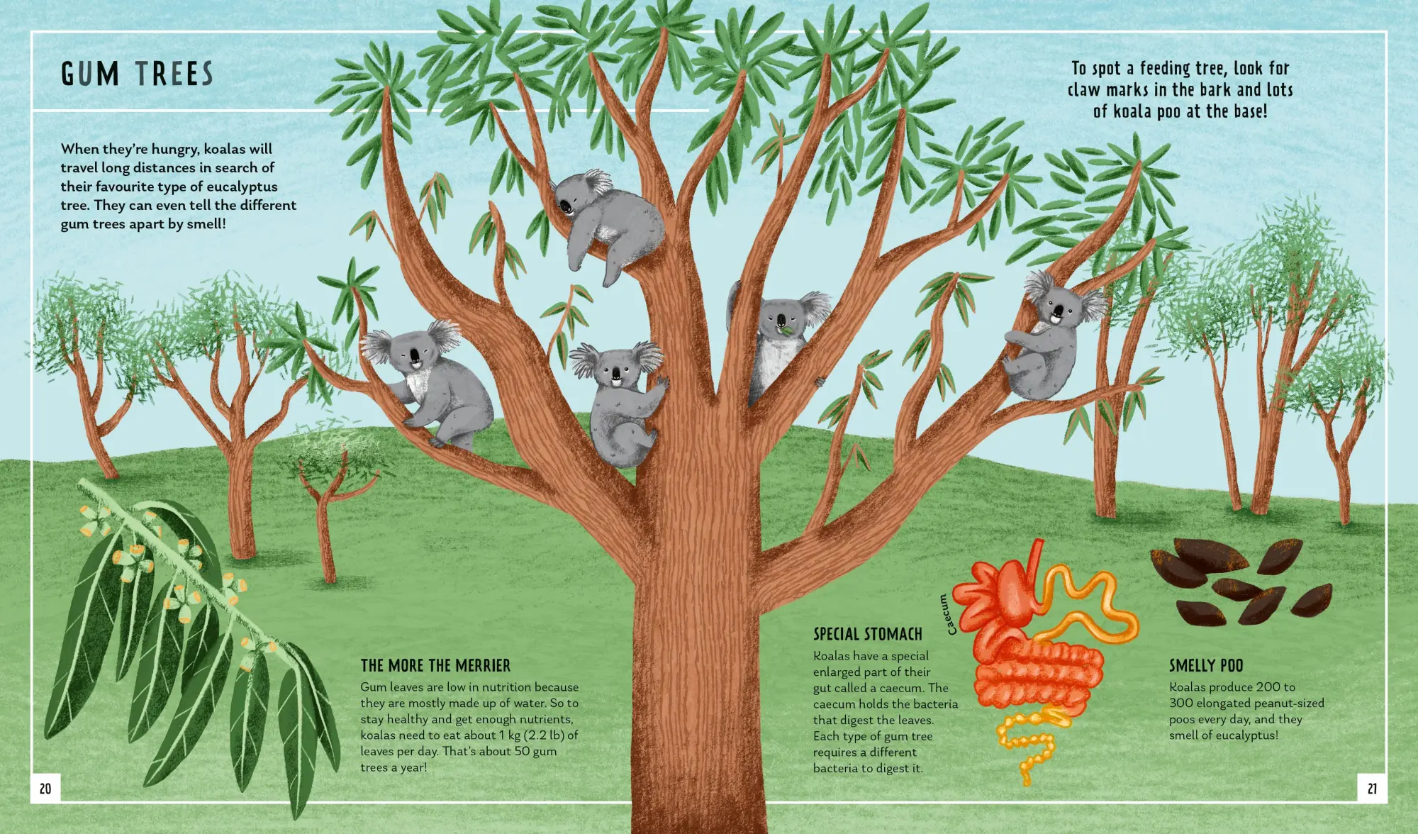 Bild: 9781838992729 | Koala (Young Zoologist) | Chris Daniels (u. a.) | Buch | Gebunden
