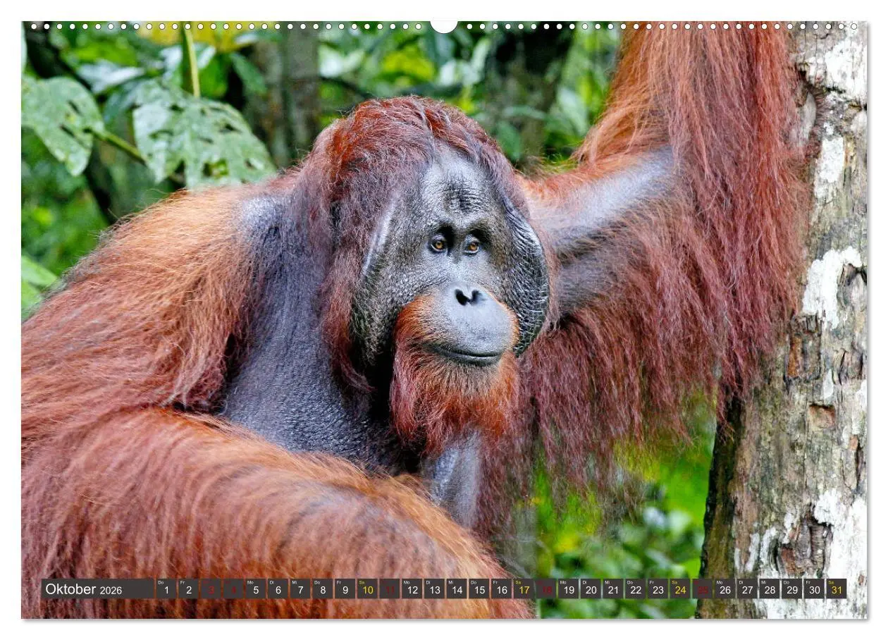 Bild: 9783457852729 | Waldmenschen - Orang Utans auf Borneo (Wandkalender 2026 DIN A2...