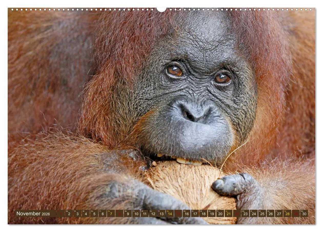 Bild: 9783457852729 | Waldmenschen - Orang Utans auf Borneo (Wandkalender 2026 DIN A2...