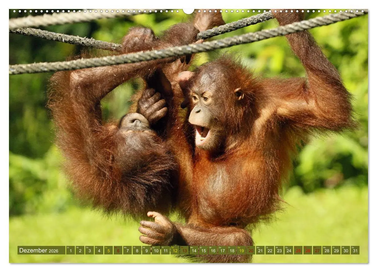 Bild: 9783457852729 | Waldmenschen - Orang Utans auf Borneo (Wandkalender 2026 DIN A2...