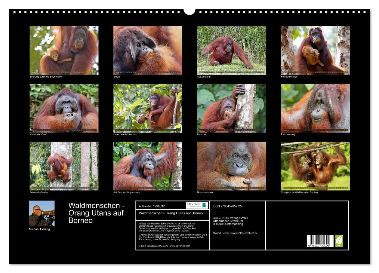 Bild: 9783457852729 | Waldmenschen - Orang Utans auf Borneo (Wandkalender 2026 DIN A2...