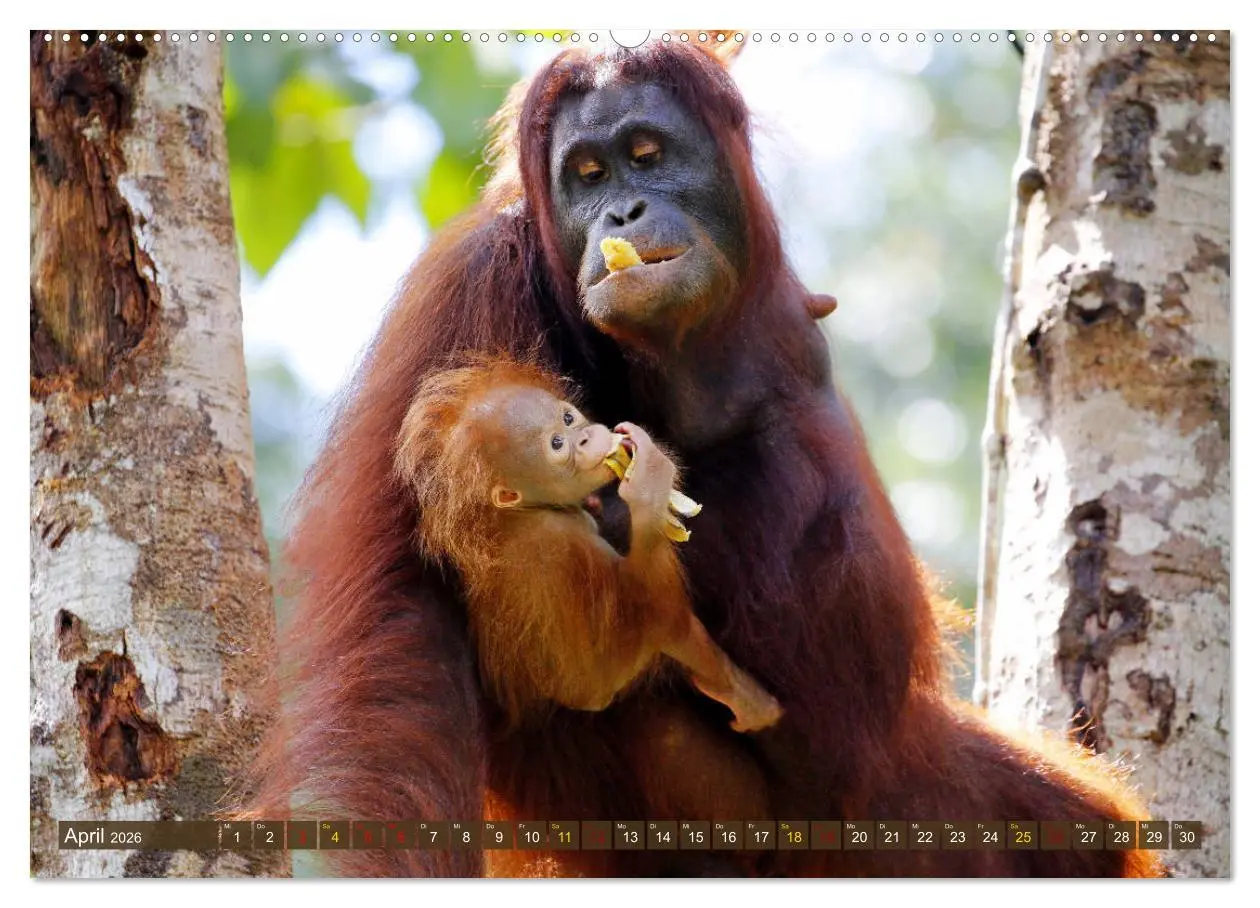 Bild: 9783457852729 | Waldmenschen - Orang Utans auf Borneo (Wandkalender 2026 DIN A2...