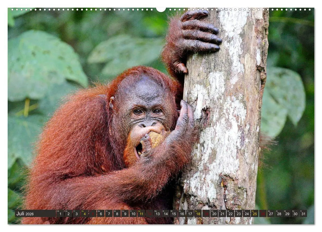 Bild: 9783457852729 | Waldmenschen - Orang Utans auf Borneo (Wandkalender 2026 DIN A2...