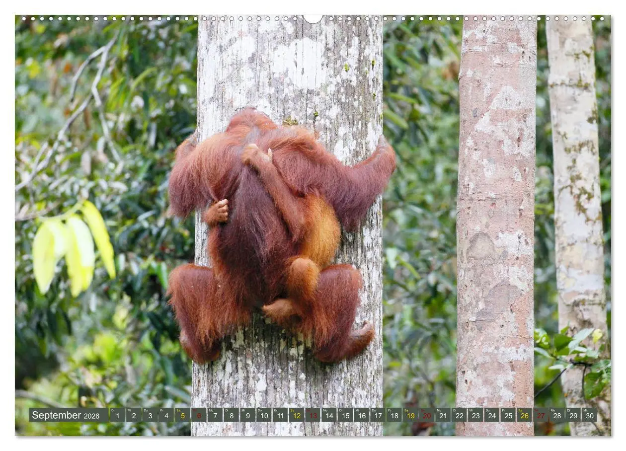 Bild: 9783457852729 | Waldmenschen - Orang Utans auf Borneo (Wandkalender 2026 DIN A2...