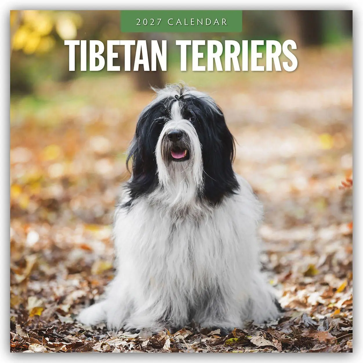 Cover: 9781837013029 | Tibetan Terriers - Tibet Terrier 2027 - 16-Monatskalender | Robin Red