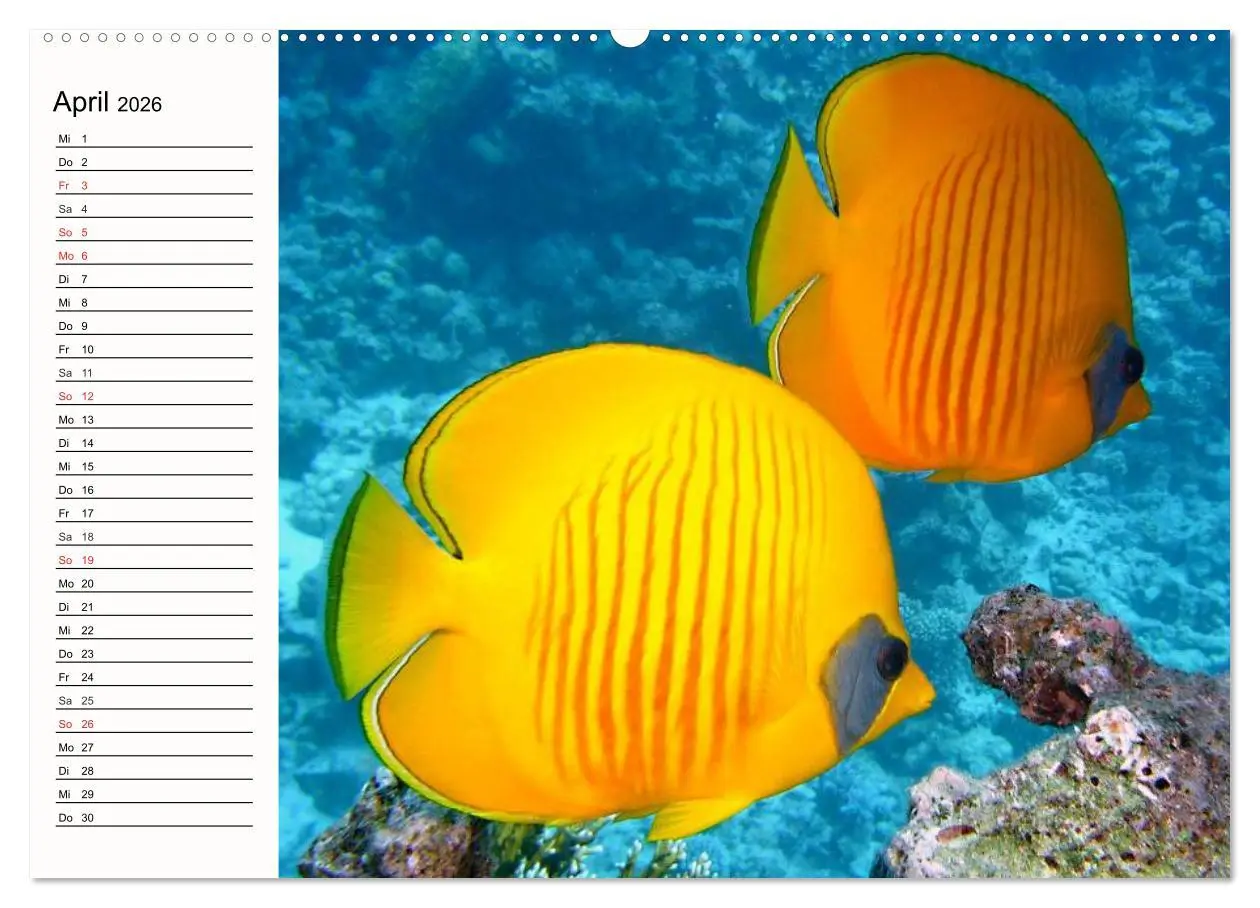 Bild: 9783457963029 | Paradiese. Karibik und Südsee über und unter Wasser (Wandkalender...