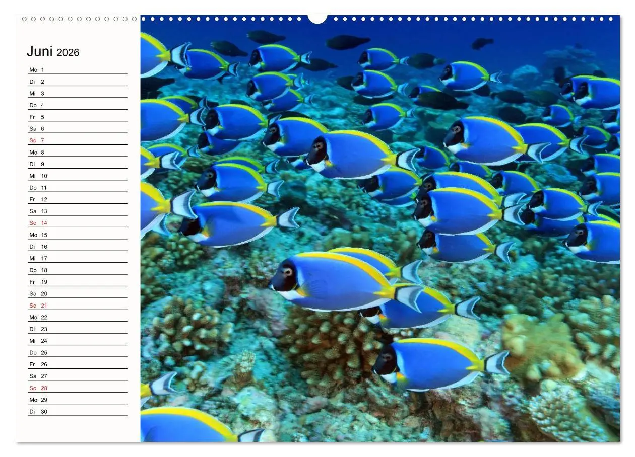 Bild: 9783457963029 | Paradiese. Karibik und Südsee über und unter Wasser (Wandkalender...