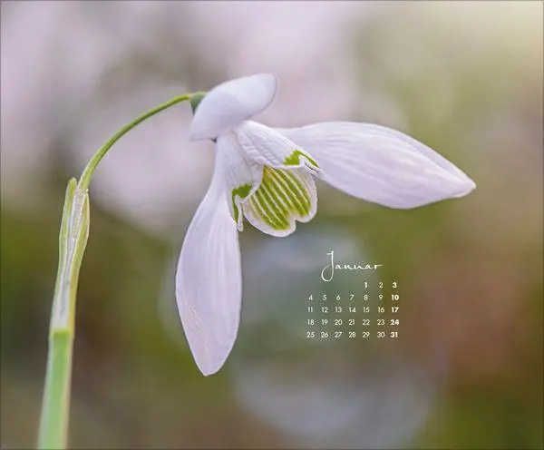 Bild: 9783819303029 | Floral Art 2027 | Verlag Korsch | Kalender | 14 S. | Deutsch | 2027