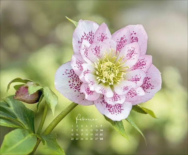 Bild: 9783819303029 | Floral Art 2027 | Verlag Korsch | Kalender | 14 S. | Deutsch | 2027