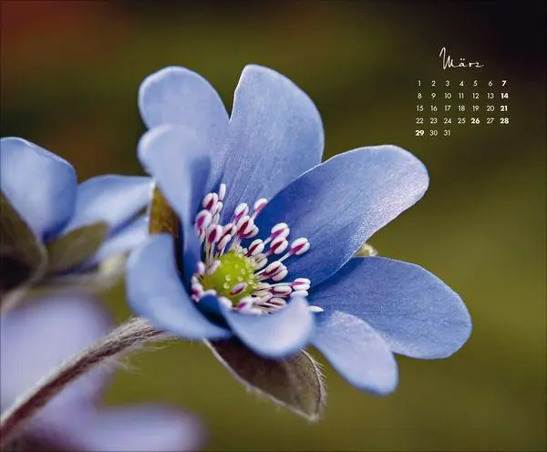 Bild: 9783819303029 | Floral Art 2027 | Verlag Korsch | Kalender | 14 S. | Deutsch | 2027