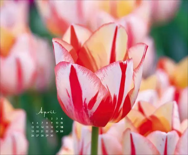 Bild: 9783819303029 | Floral Art 2027 | Verlag Korsch | Kalender | 14 S. | Deutsch | 2027