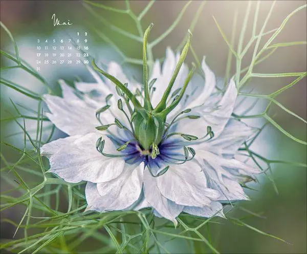 Bild: 9783819303029 | Floral Art 2027 | Verlag Korsch | Kalender | 14 S. | Deutsch | 2027