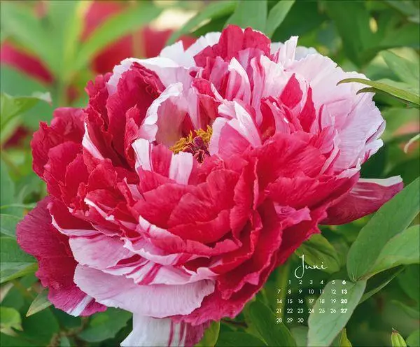 Bild: 9783819303029 | Floral Art 2027 | Verlag Korsch | Kalender | 14 S. | Deutsch | 2027