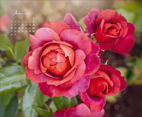 Bild: 9783819303029 | Floral Art 2027 | Verlag Korsch | Kalender | 14 S. | Deutsch | 2027