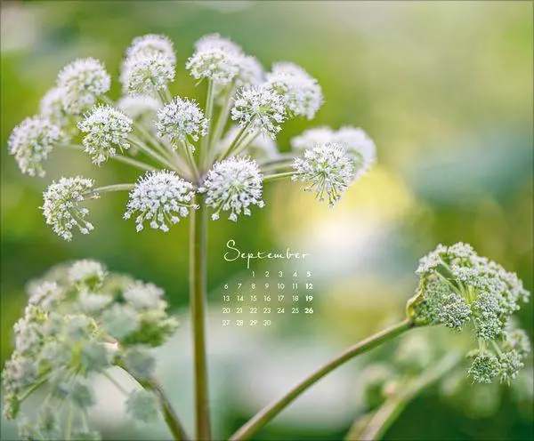 Bild: 9783819303029 | Floral Art 2027 | Verlag Korsch | Kalender | 14 S. | Deutsch | 2027