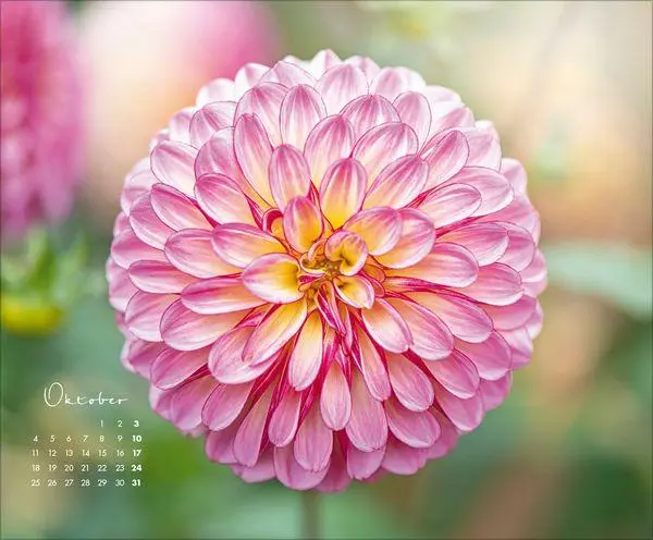 Bild: 9783819303029 | Floral Art 2027 | Verlag Korsch | Kalender | 14 S. | Deutsch | 2027