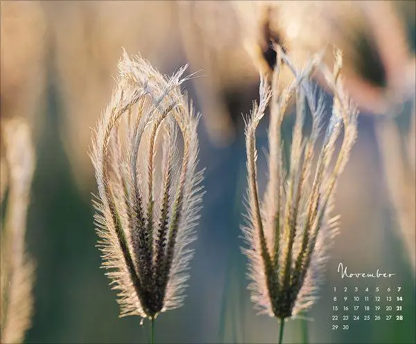 Bild: 9783819303029 | Floral Art 2027 | Verlag Korsch | Kalender | 14 S. | Deutsch | 2027