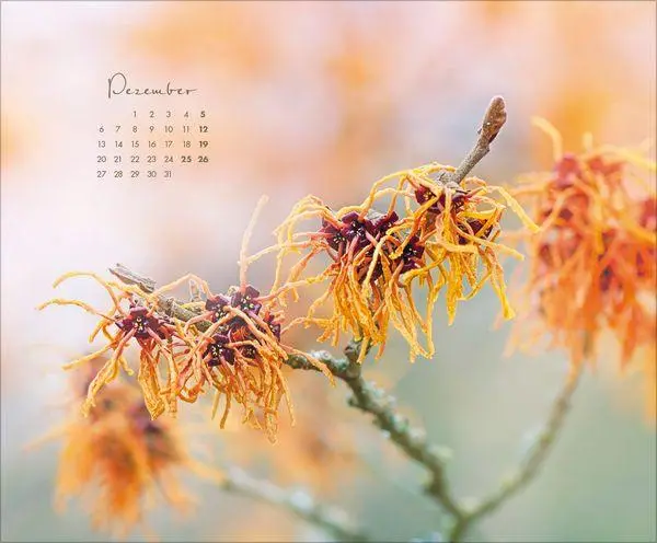 Bild: 9783819303029 | Floral Art 2027 | Verlag Korsch | Kalender | 14 S. | Deutsch | 2027