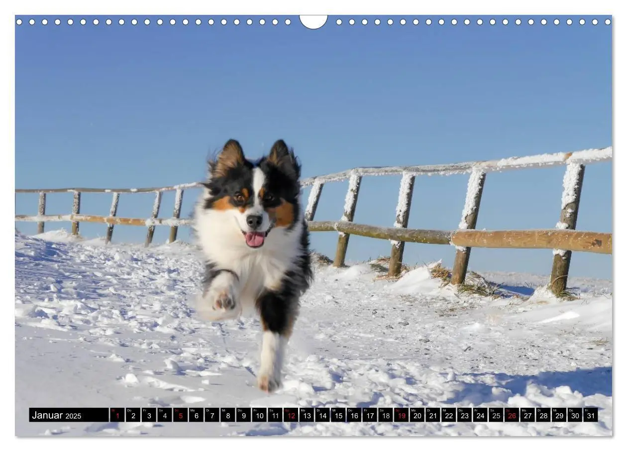 Bild: 9783435553129 | Australian Shepherd - Lebensfreude auf vier Pfoten (Wandkalender...