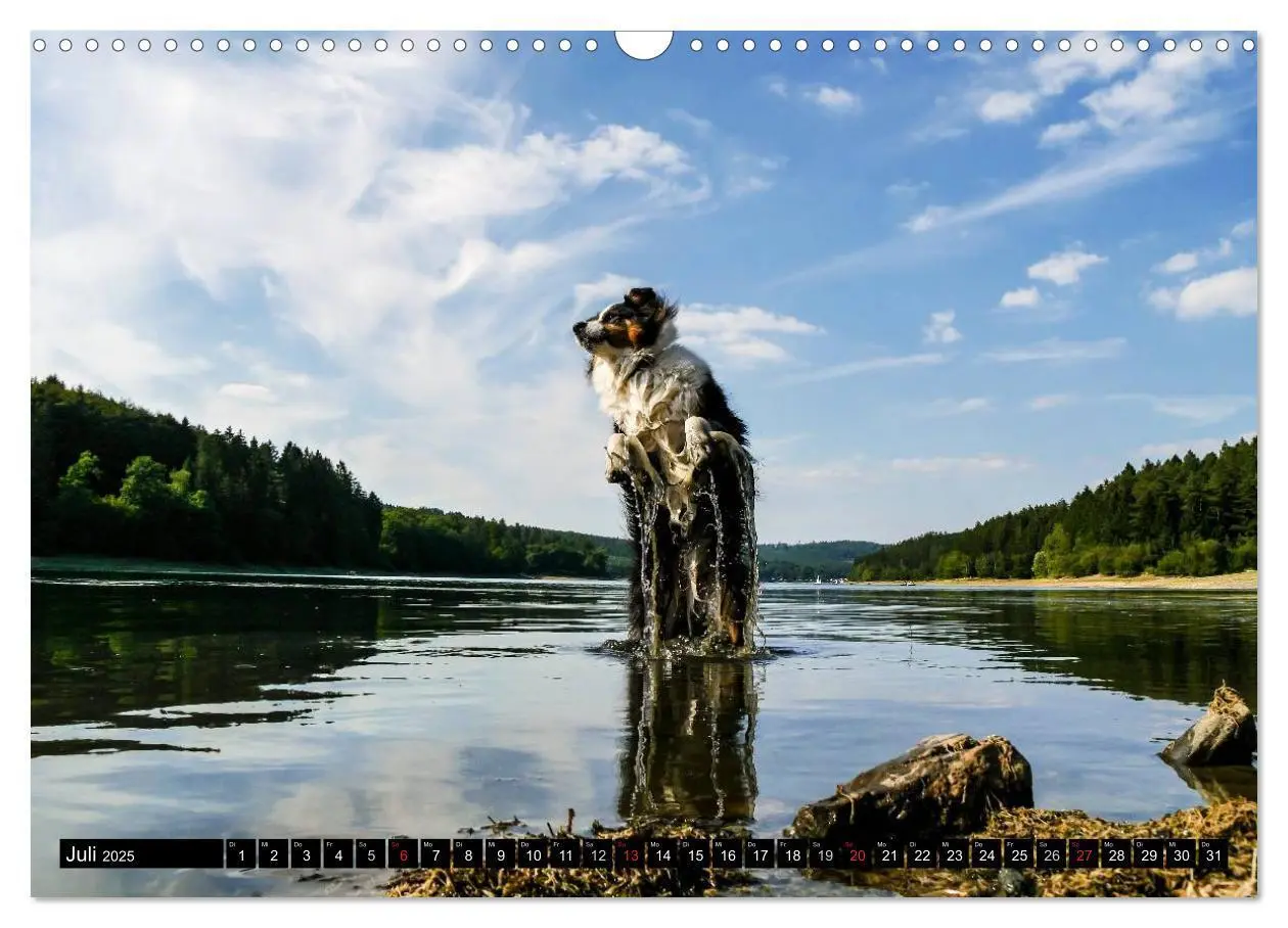 Bild: 9783435553129 | Australian Shepherd - Lebensfreude auf vier Pfoten (Wandkalender...
