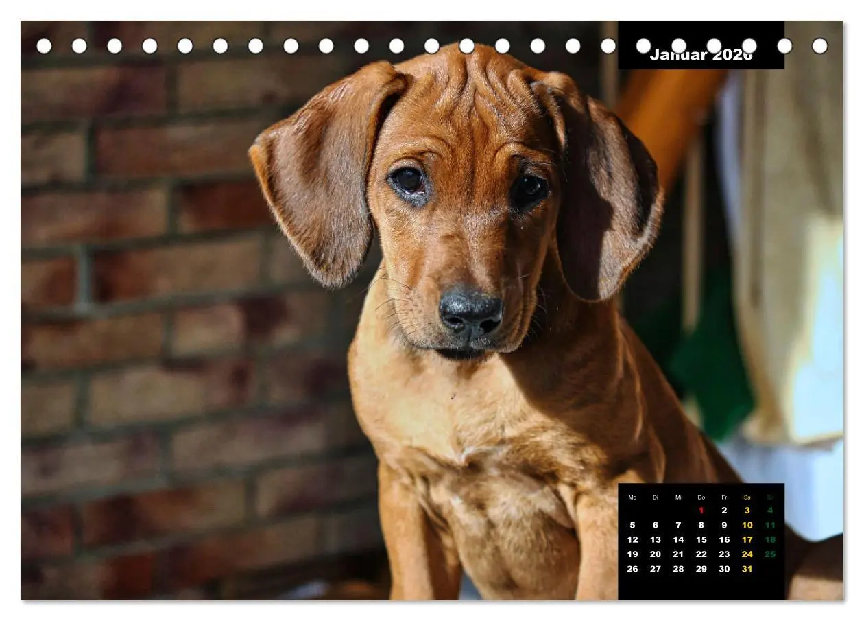 Bild: 9783457563229 | Rhodesian Ridgeback, Charmante Herzensbrecher (Tischkalender 2026...