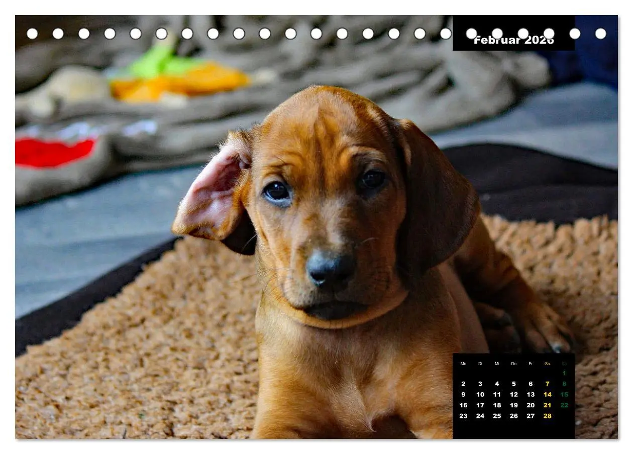 Bild: 9783457563229 | Rhodesian Ridgeback, Charmante Herzensbrecher (Tischkalender 2026...