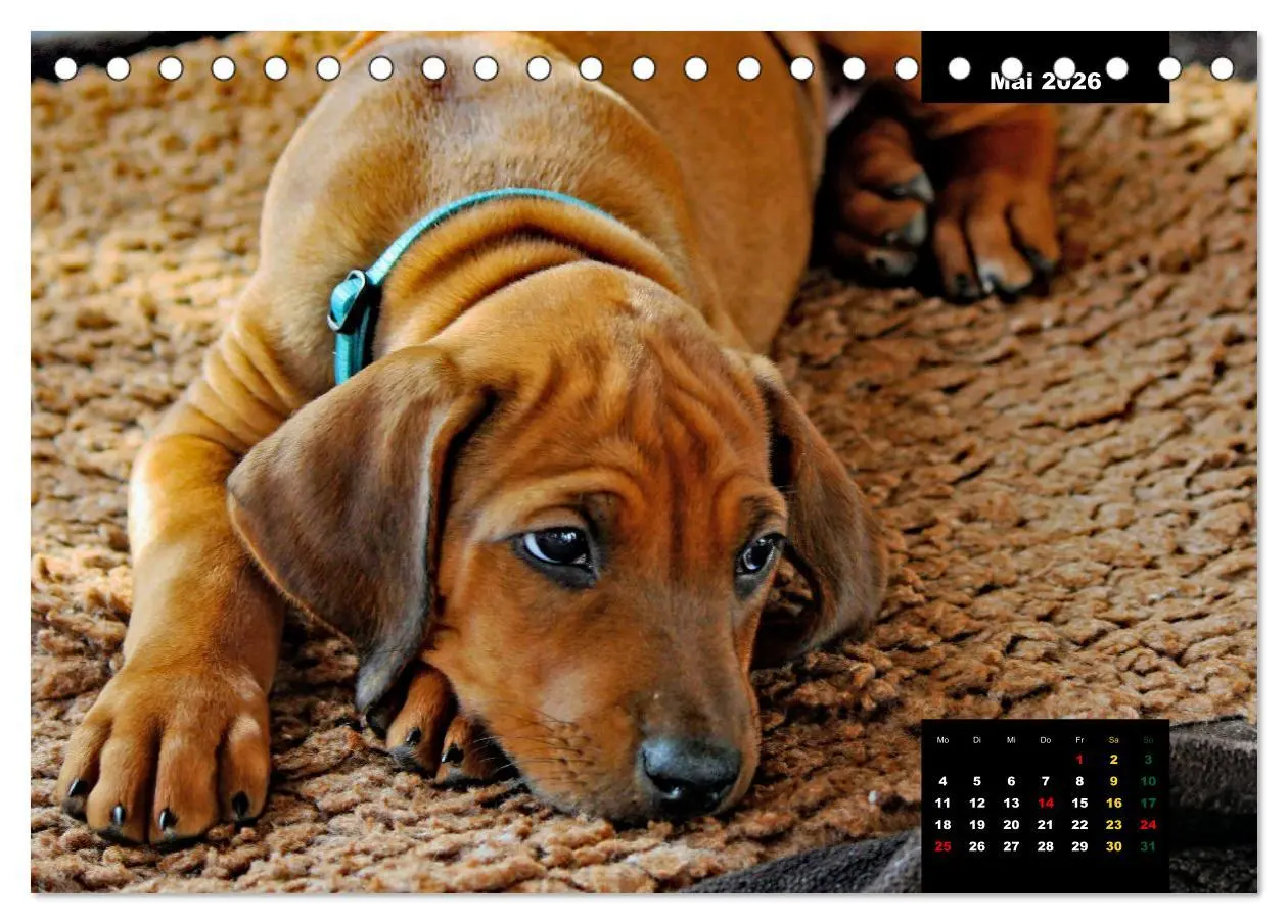 Bild: 9783457563229 | Rhodesian Ridgeback, Charmante Herzensbrecher (Tischkalender 2026...