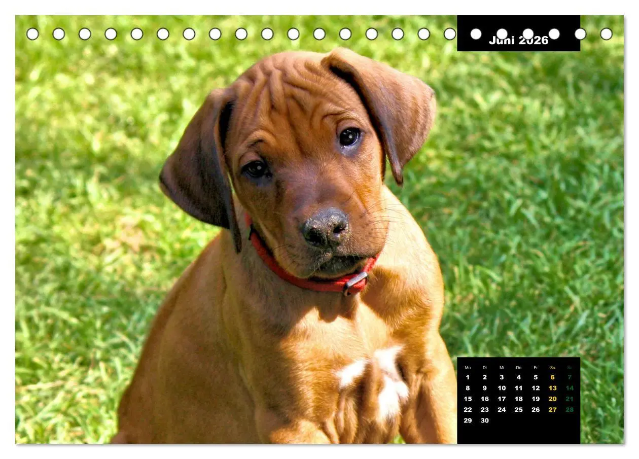 Bild: 9783457563229 | Rhodesian Ridgeback, Charmante Herzensbrecher (Tischkalender 2026...