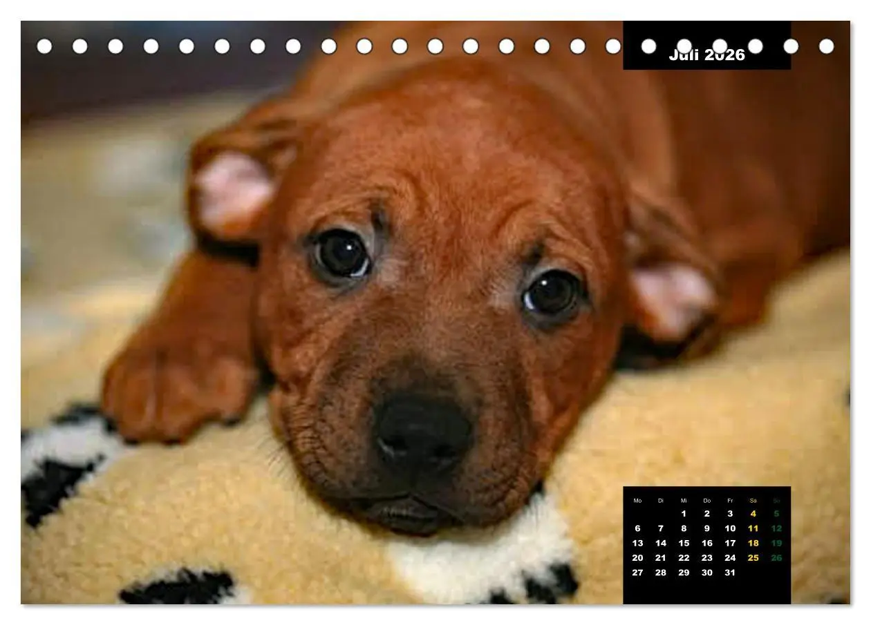 Bild: 9783457563229 | Rhodesian Ridgeback, Charmante Herzensbrecher (Tischkalender 2026...